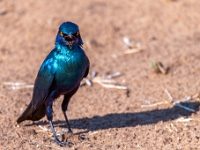 Rezerwat w Chobe (Botswana)